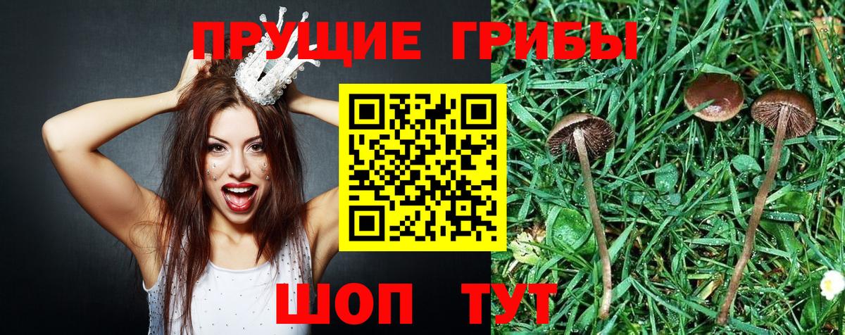 Псилоцибиновые грибы Cubensis  Вход с VPN  Первоуральск 